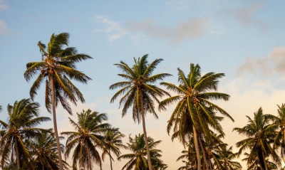 пальмы, деревья