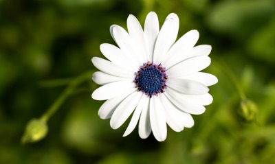 цветок белый ромашка макро