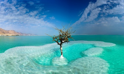 дерево, море