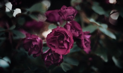 роза кустовая бордовый