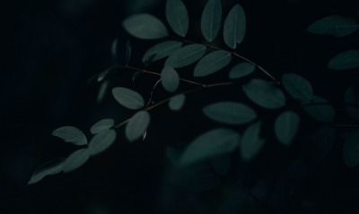 ветка листья мрак
