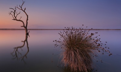 озеро водоем сумерки сухое дерево