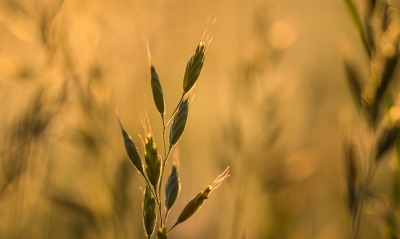трава, крупный план