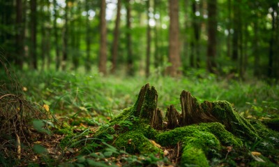 пень лес зелень мох