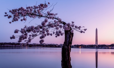 япония сакура цветение розовый цветы ствол