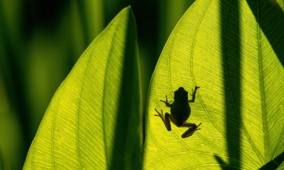 лягушка листок силуэт зеленый