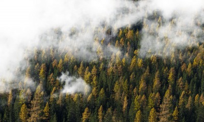 лес, туман