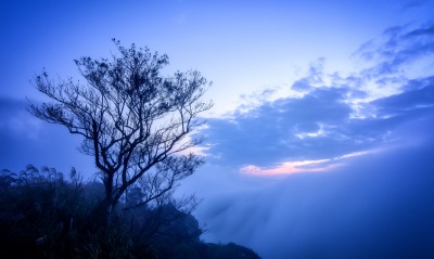 дерево сумерки облака небо