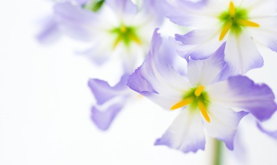 цветы фиолетовый белый фон