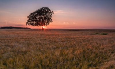 поле, одинокое дерево