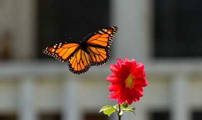 бабочка монарх цветок крупный план
