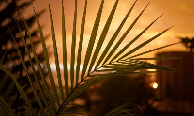 пальмовая ветвь на закате размытый фон