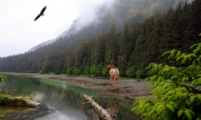 природа лес река олень орел
