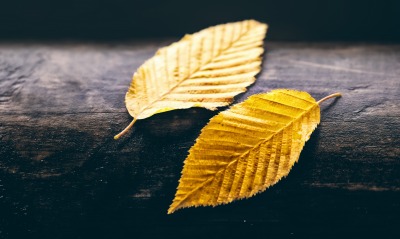 листья желтые осень