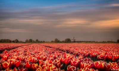 тюльпаны поле голандия