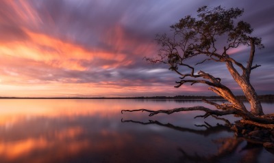 дерево озеро отражение облака закат