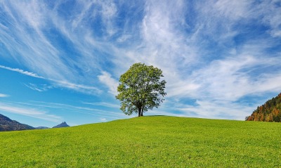 дерево лужайка небо природа