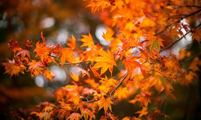 ветка клен листья осень