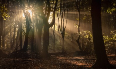 лес солнце лучи утро природа деревья