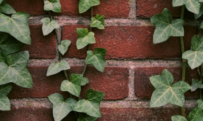стена кирпичная растение листья