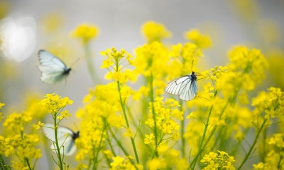 бабочки цветы желтый крупный план