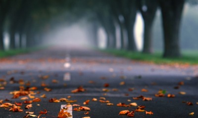 дорога, листья