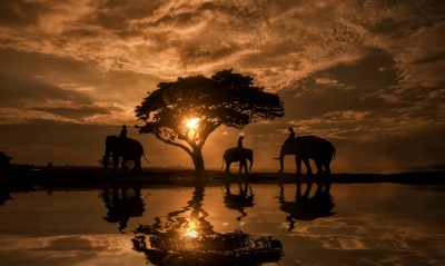 африка водоем дерево слоны закат