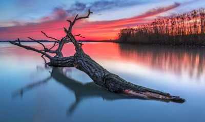 ветка дерево сухое озеро рассвет