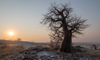 пустыня баобаб дерево