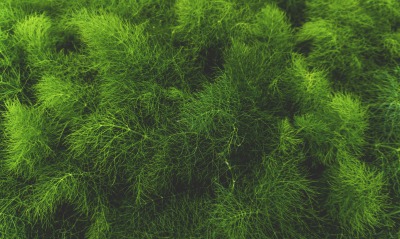 трава мох зелень