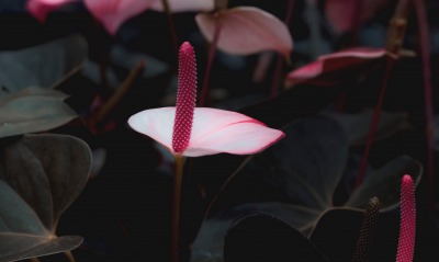 цветок антуриум розовый листья