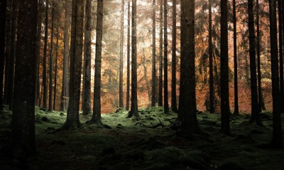 лес ели мрак