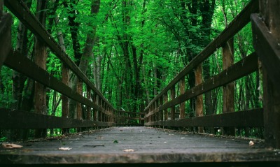 мостик, деревья