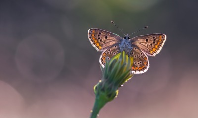 бабочка макро мотылек