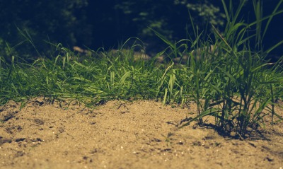 трава, песок