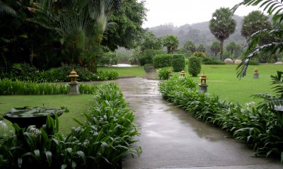 сад тропики пальмы дождь дорожка
