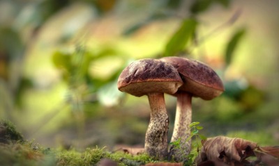 грибы подберезовики в лесу