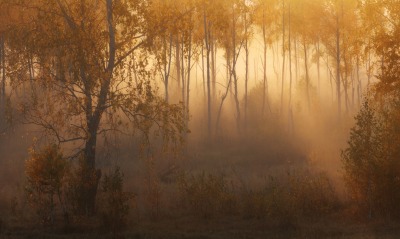 лес осенний лес осень туманность