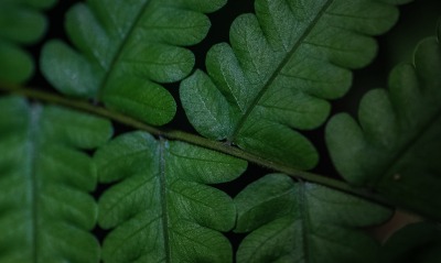 папоротник зеленые листья макро