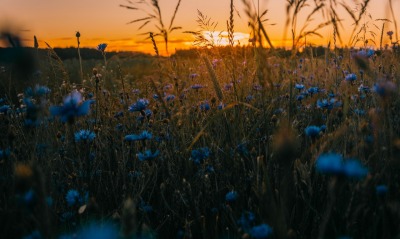цветочная поляна закат поляна