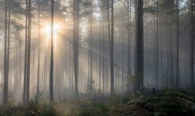 лес туман утро солнце лучи