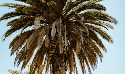 пальма ветви крупный план