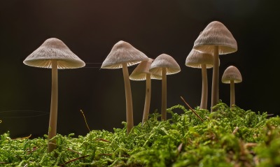 грибы мох макро паутина