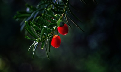 ветка ягоды красные макро