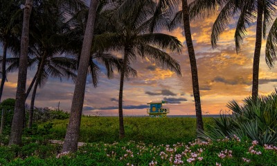 пальмы закат цветочная поляна трава