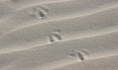 песок следы