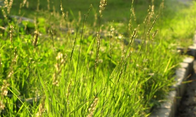 трава, лето