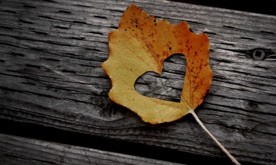 Сердце вырезанное в листке