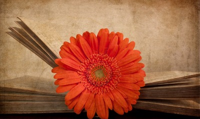 Цветок в книге