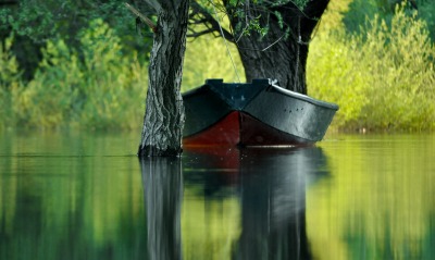 Лодка между деревьев